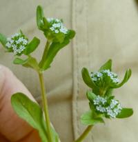 Valerianella locusta image